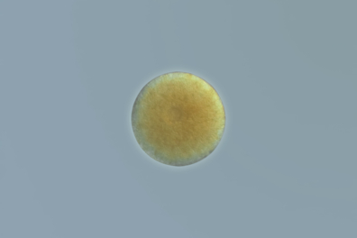 Fucus - Oosphère isolée x70